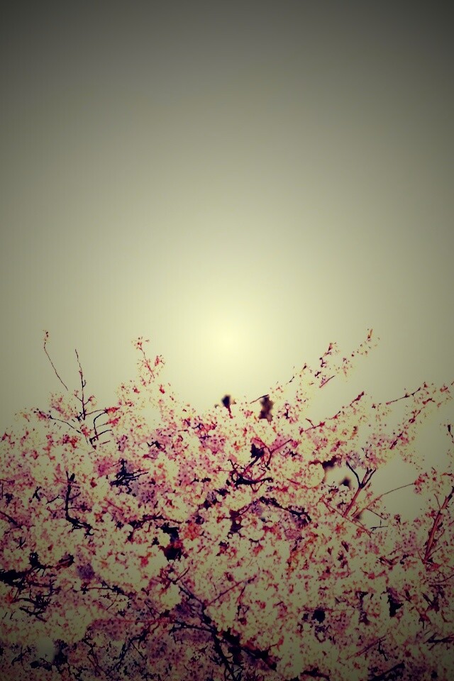 Цветение вишни в горах обои