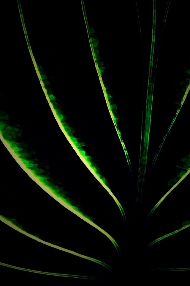 Неоновый лист обои