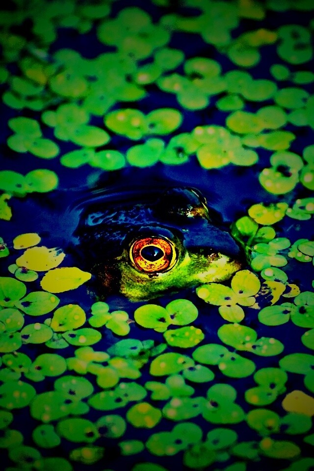 Маленькая лягушка обои