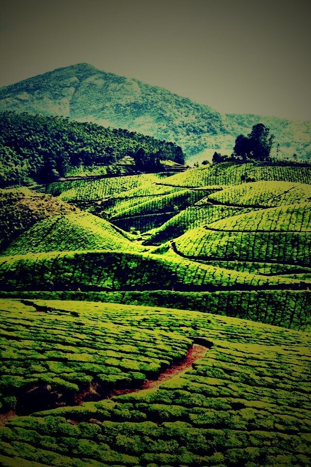 Плантации в Индии обои