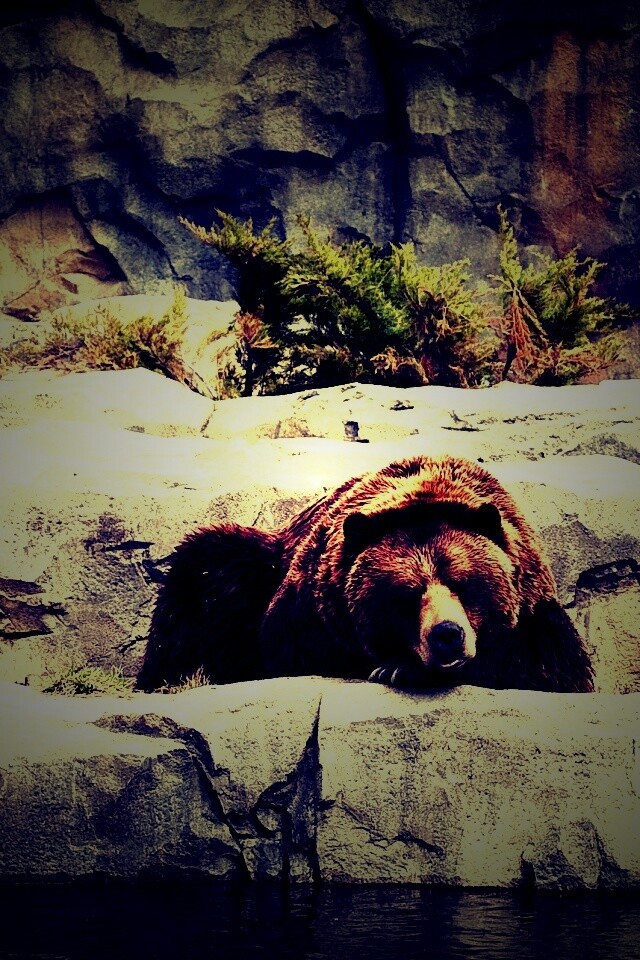 Медведь обои