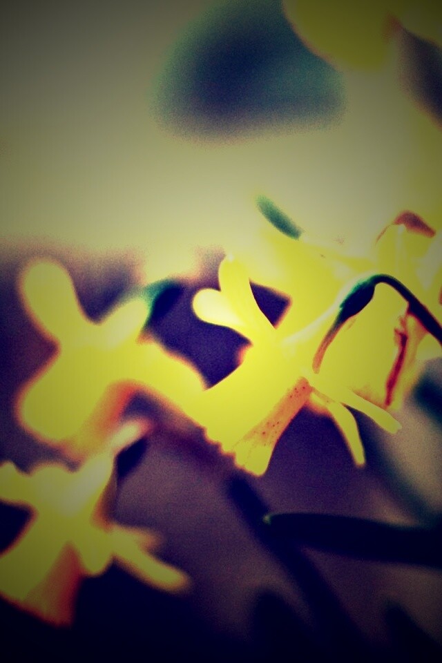 Нарциссы обои