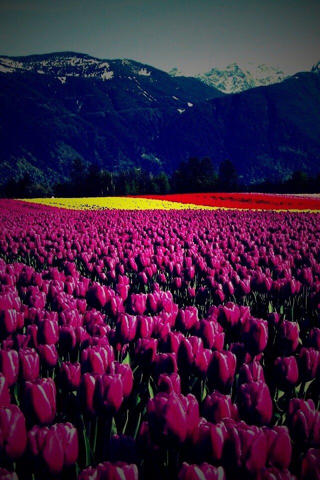 Поле тюльпанов обои