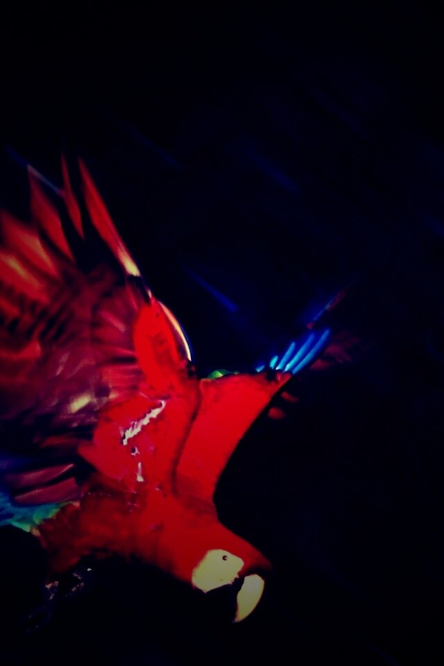 Рисованный ара обои