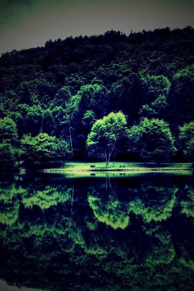 Лесной берег обои