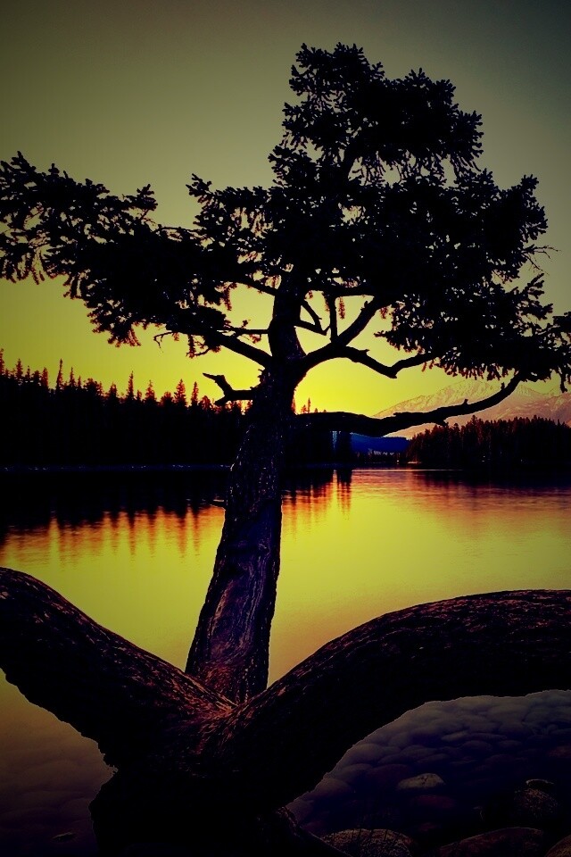 Дерево у горного озера обои