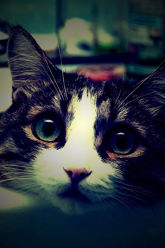 Кошак выглядывает из раковины обои