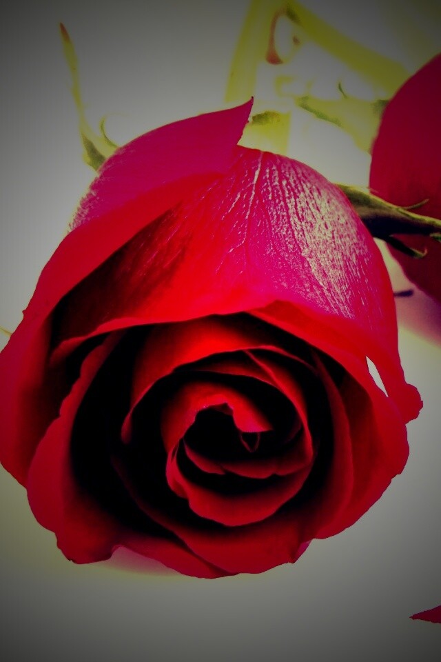 Две красные розы обои