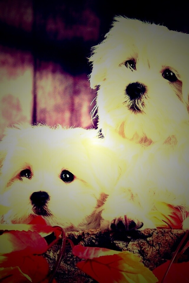 Два белых и пушистых пёсика  обои