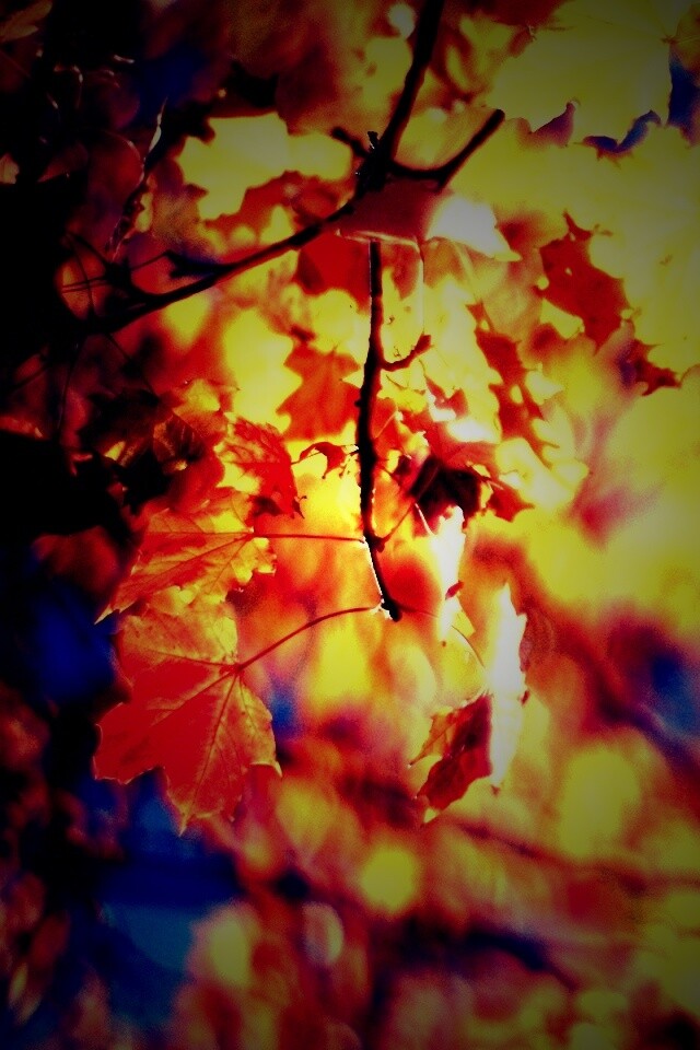 Жёлтые листья обои