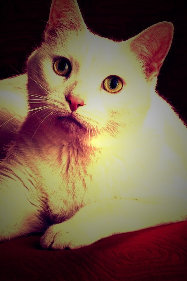 Белой кот на красном диване обои