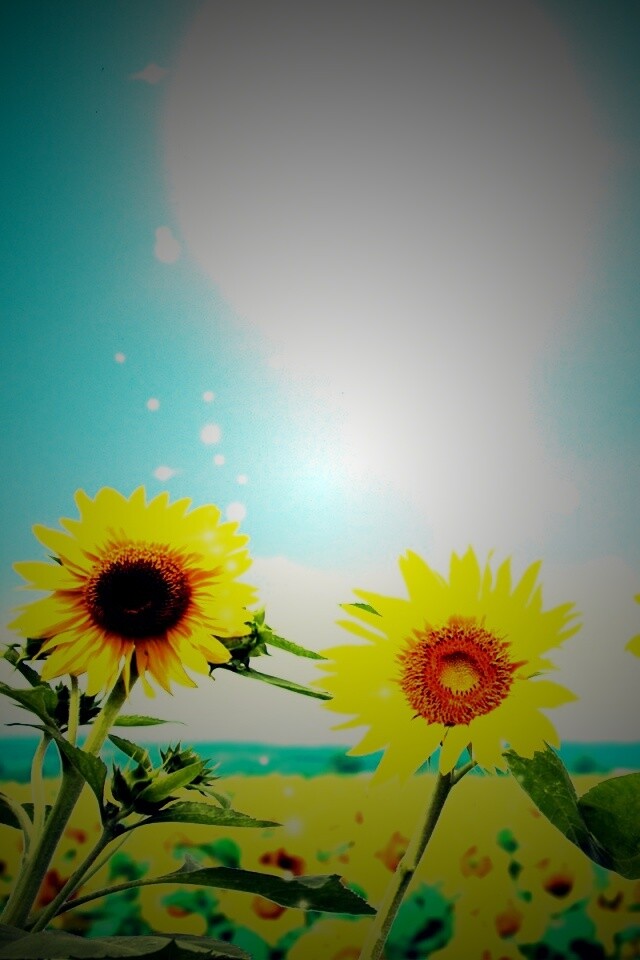 Подсолнухи не смотрят на солнце обои