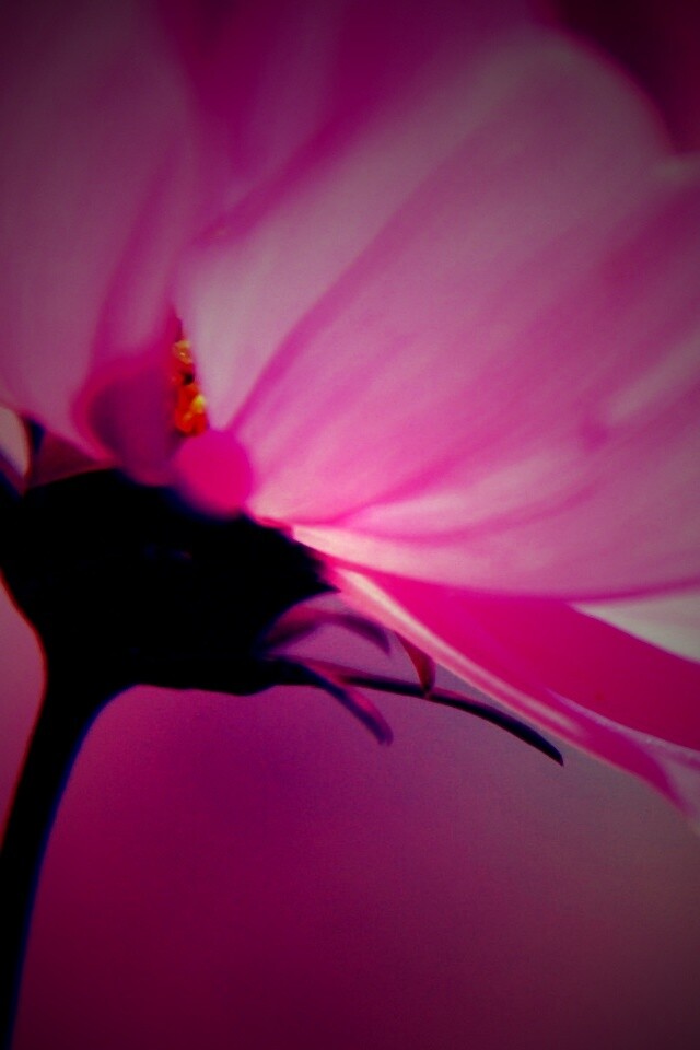 Розовый цветок обои