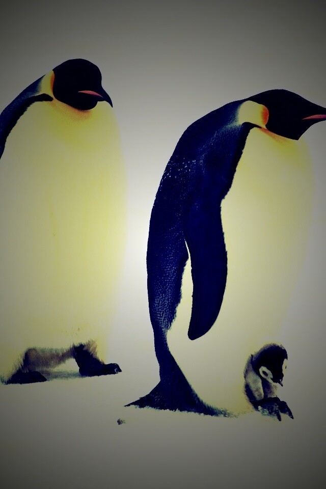 Семья пингвинов обои