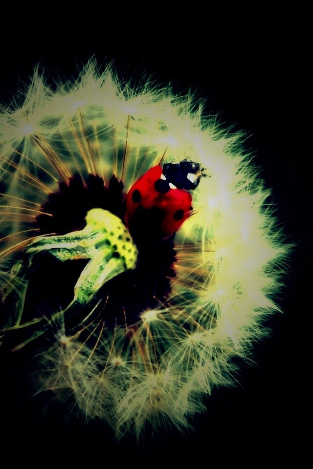 Божья коровка на одуванчике обои