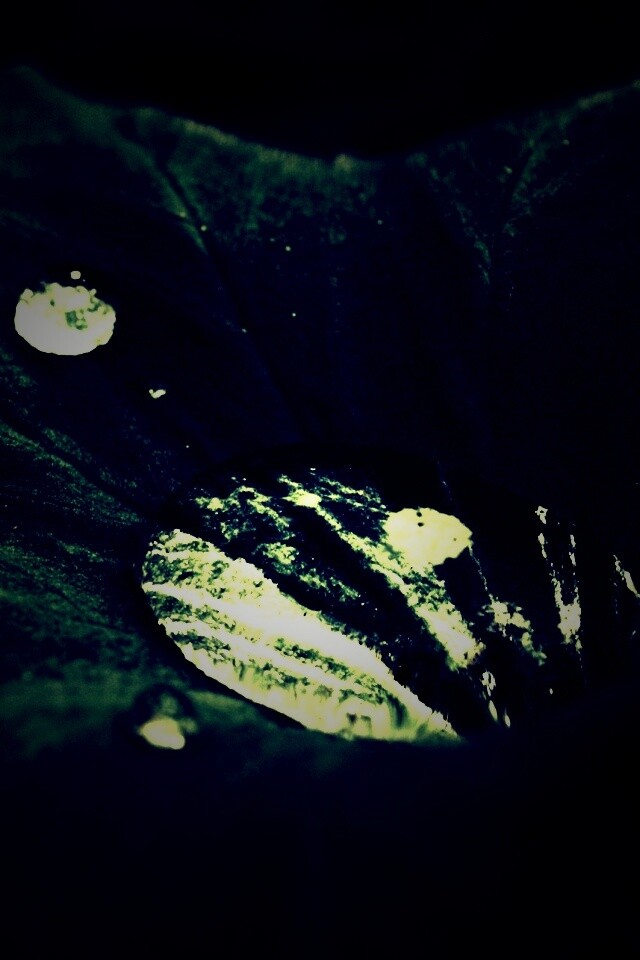 Капля в листе обои