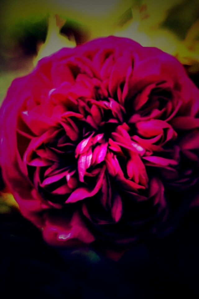 Клевер крупным планом обои