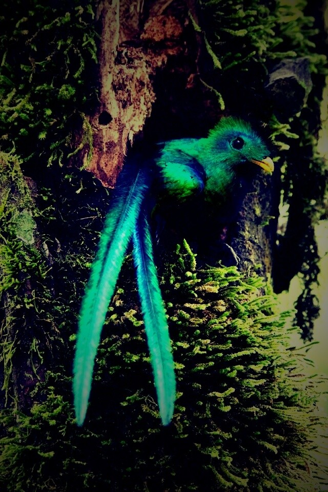 Райская птица в дупле обои