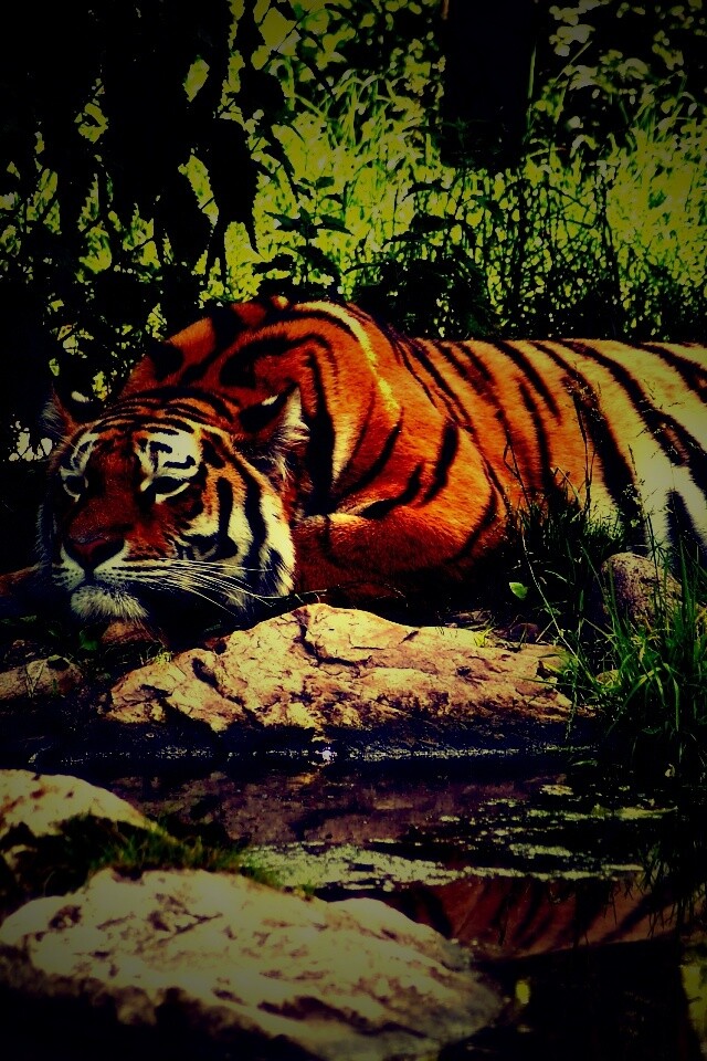 Тигр отдыхает обои