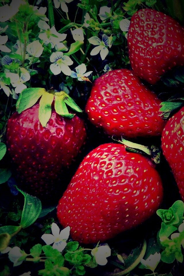 Клубника обои