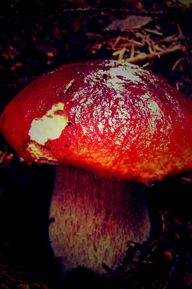 Белый гриб обои