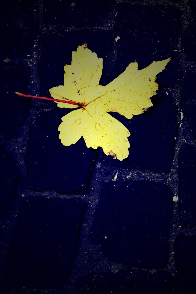 Упавший лист на мостовой обои
