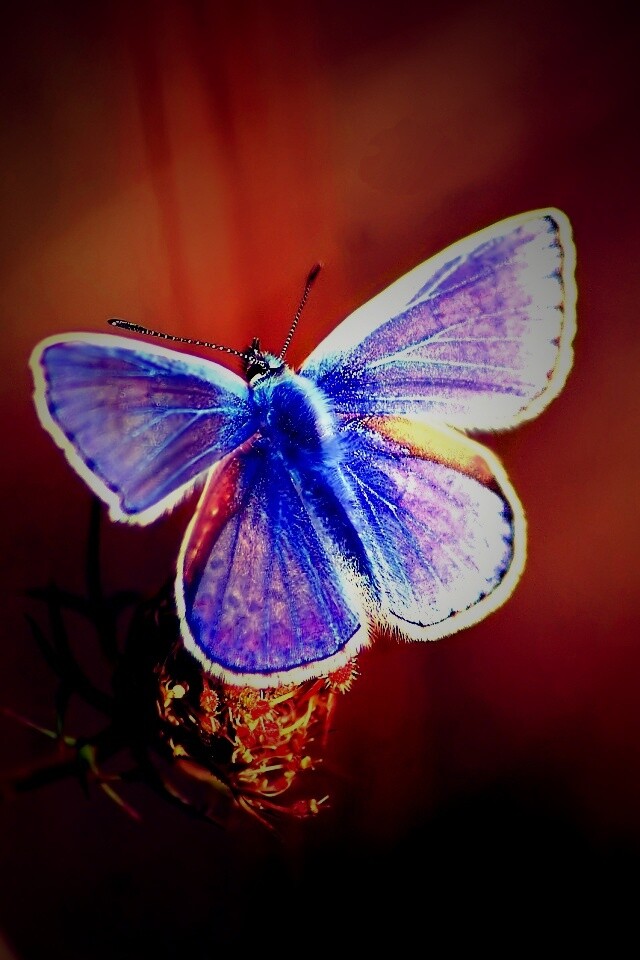 Бабочка с фиолетовыми крыльями обои