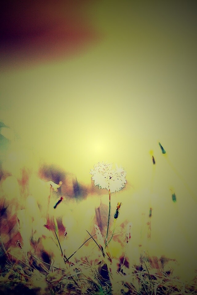 Летняя трава обои