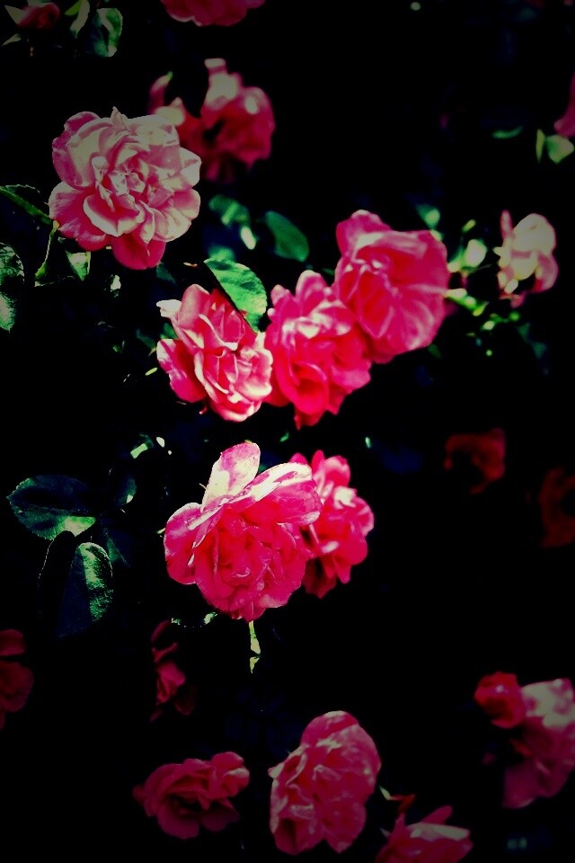 Розовый куст обои