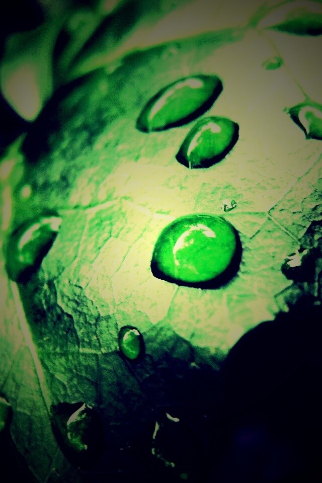 Капли росы на листе обои