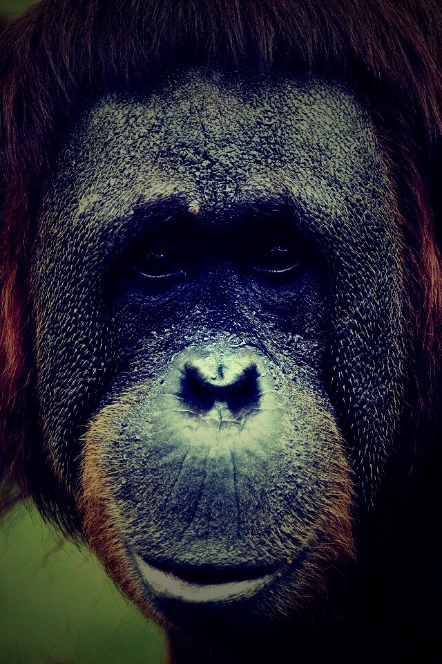 Орангутан обои