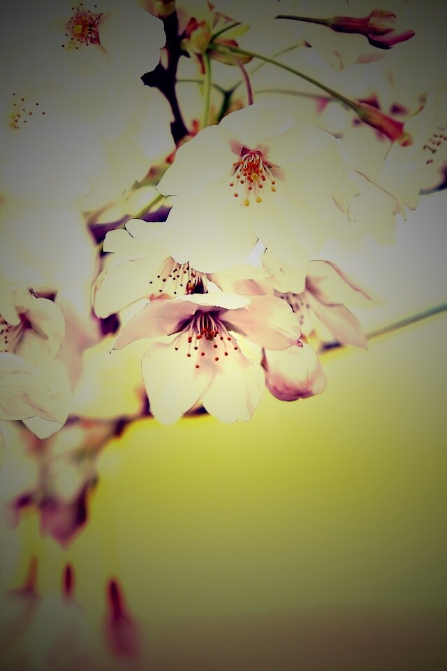 Цветение вишни обои