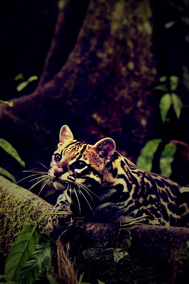 Оцелот обои