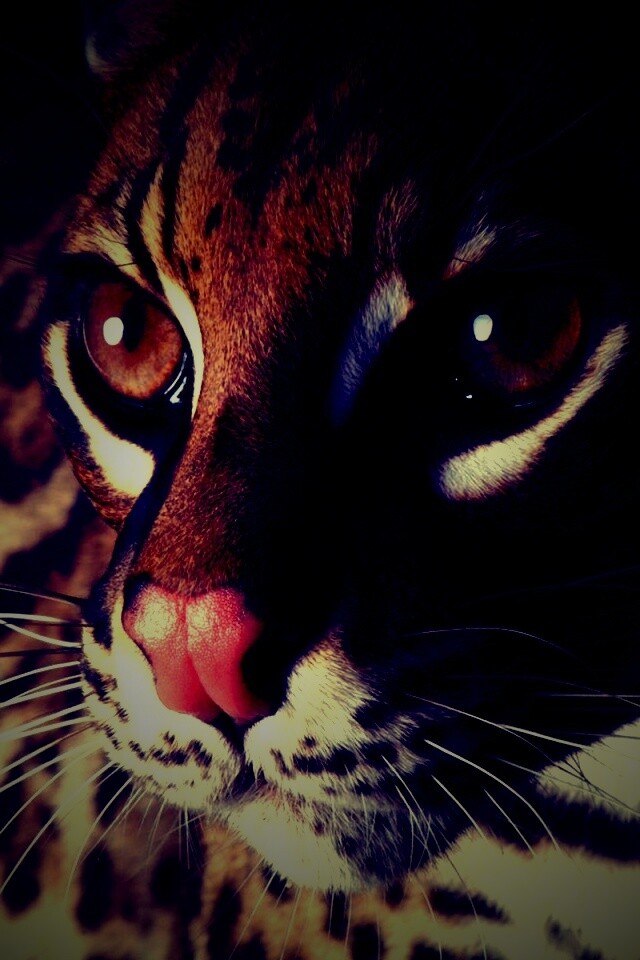 Оцелот обои