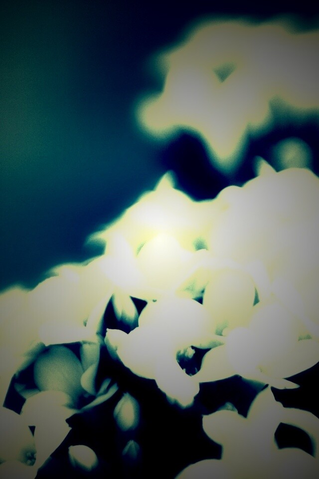 Белоснежные цветочки обои