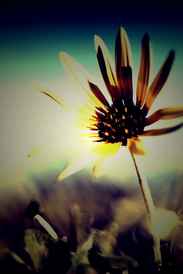 Летний цветок на солнце обои