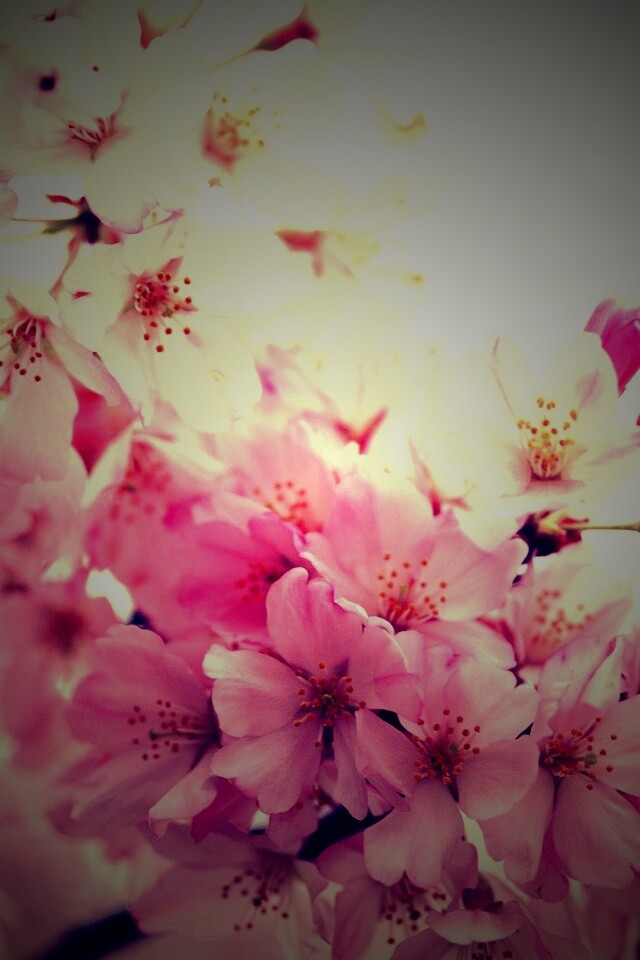 Цветение вишни обои