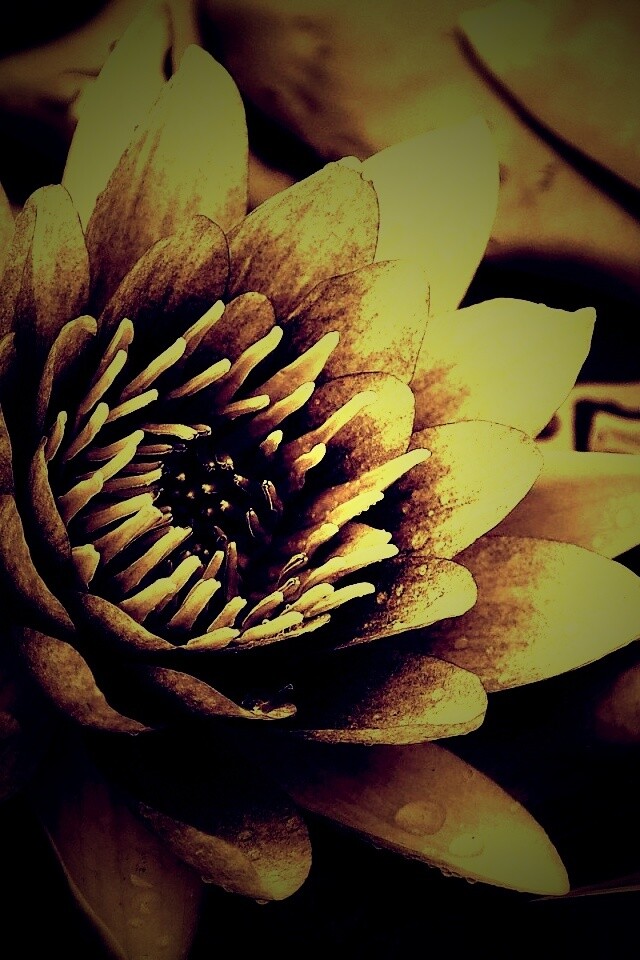 Кувшинка обои