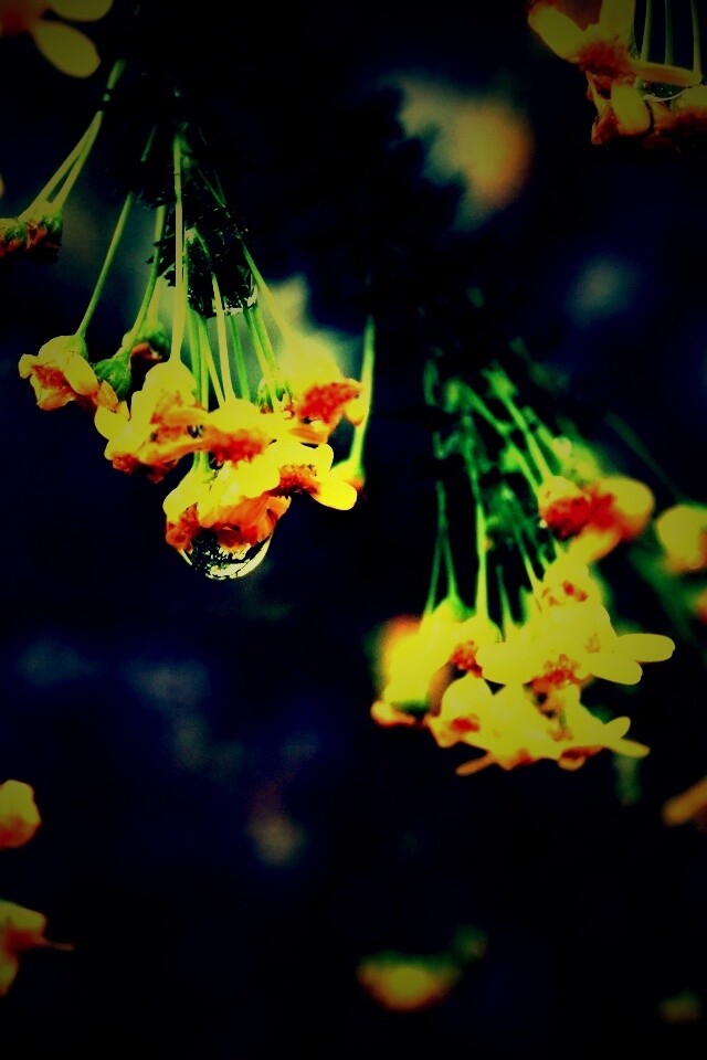 Жёлтые цветочки на ветке обои