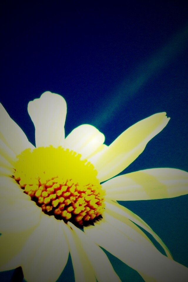 Ромашка на фоне синего неба обои