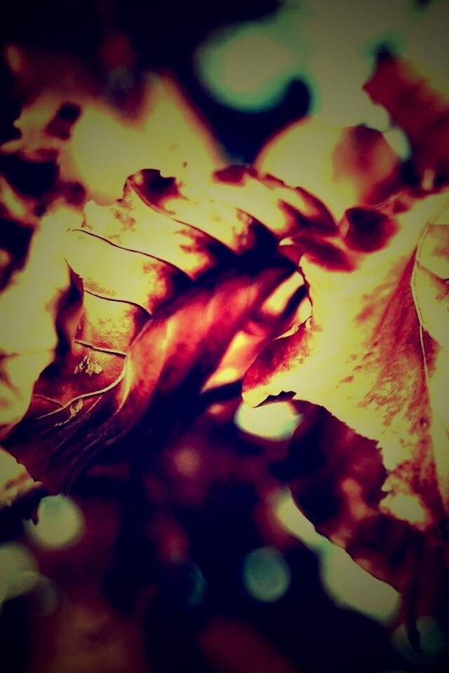 Засохший лист обои