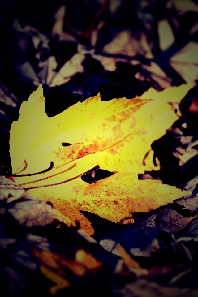 Мёртвая листва обои