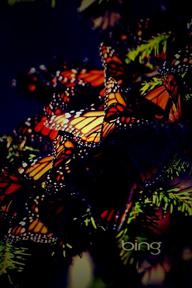 Бабочки облепили ёлку обои