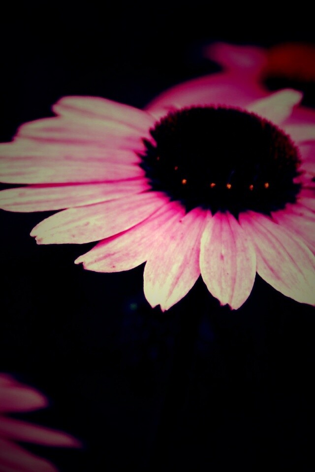 Розовый цветок обои