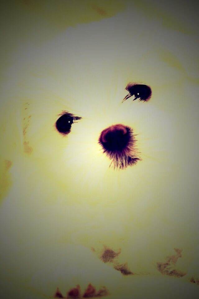 Щенок мальтийской болонки обои