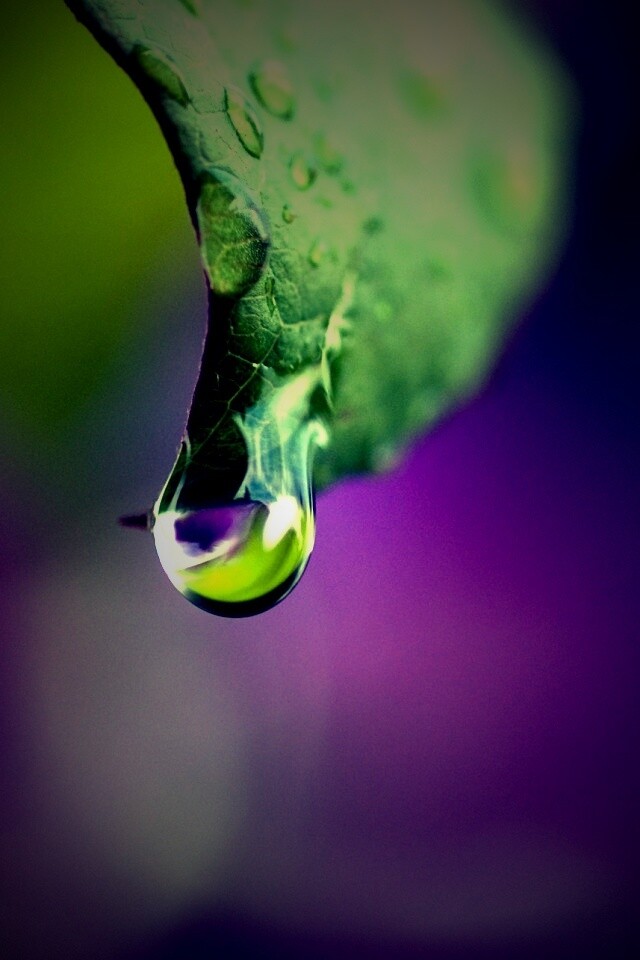 Капля на листе обои