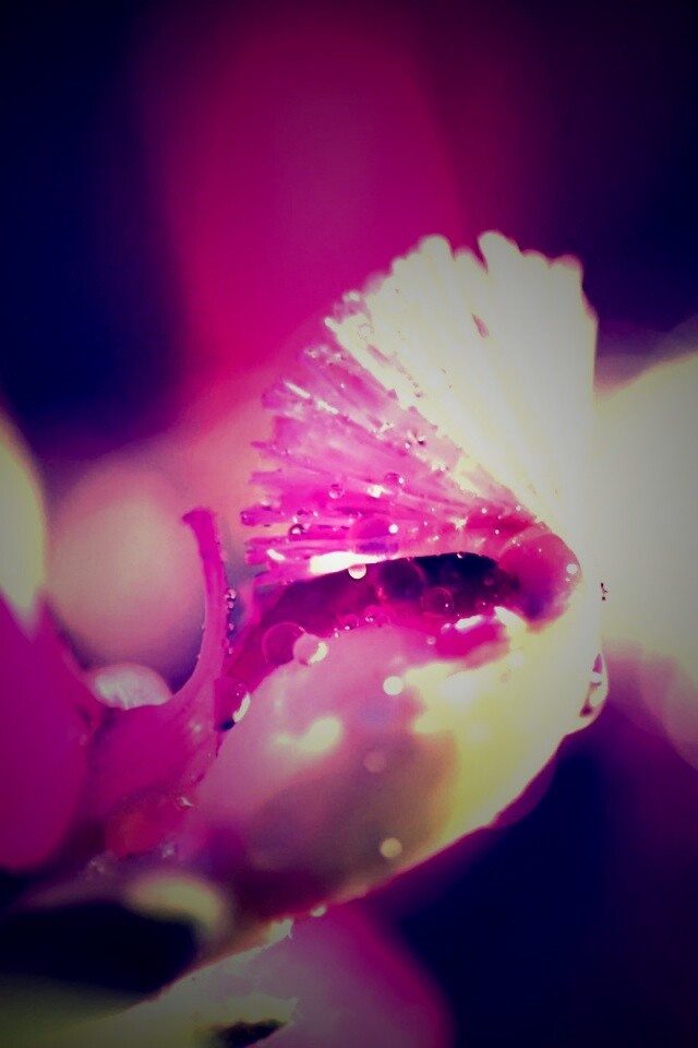 Капли на лиловом цветке обои