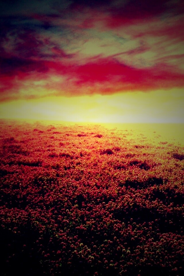 Закатное небо над цветочным полем обои