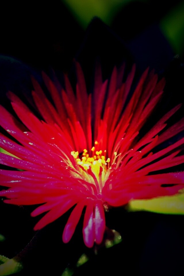 Чудесный цветок обои