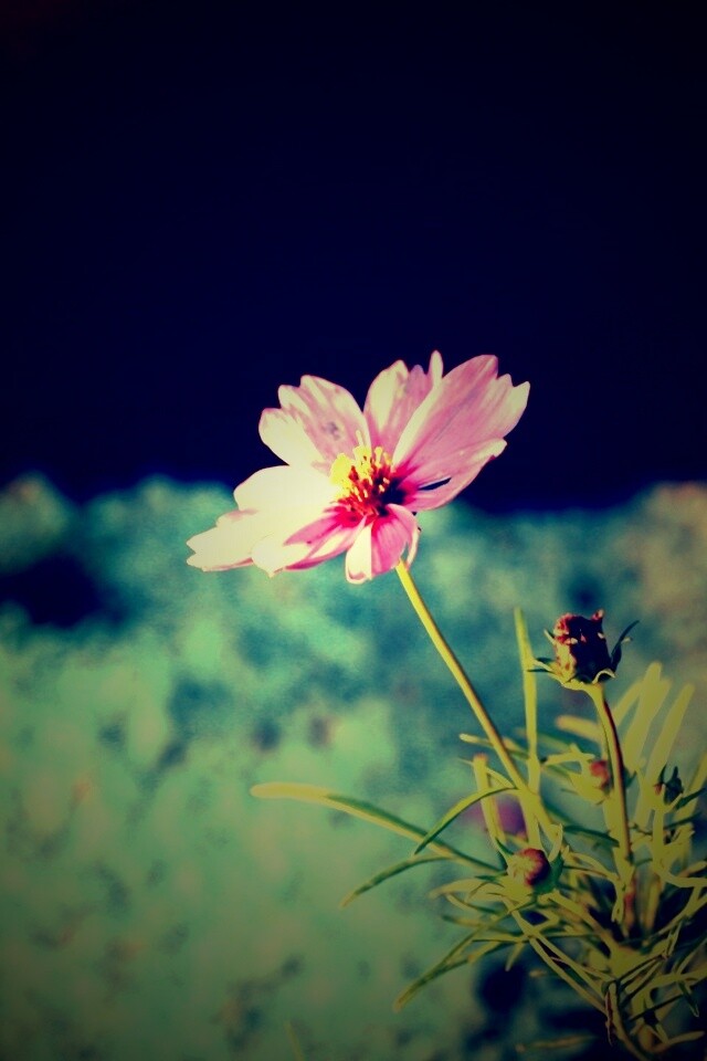 Полевой цветок обои